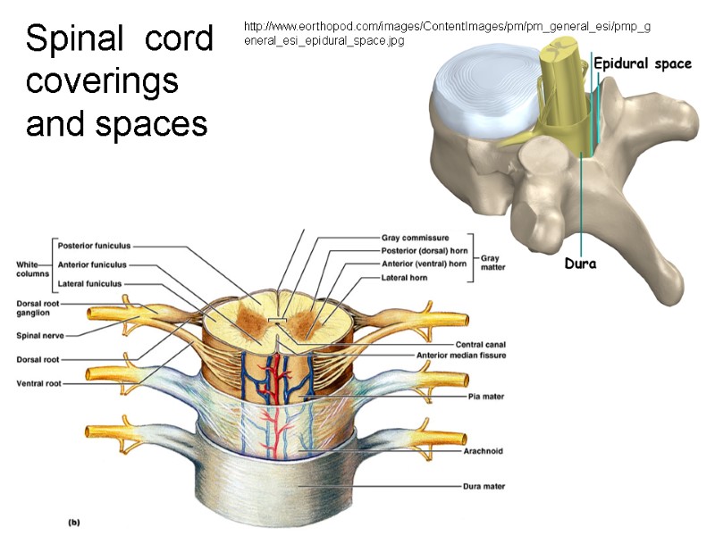 Dura mater Arachnoid mater Pia mater Spinal  cord coverings and spaces http://www.eorthopod.com/images/ContentImages/pm/pm_general_esi/pmp_general_esi_epidural_space.jpg